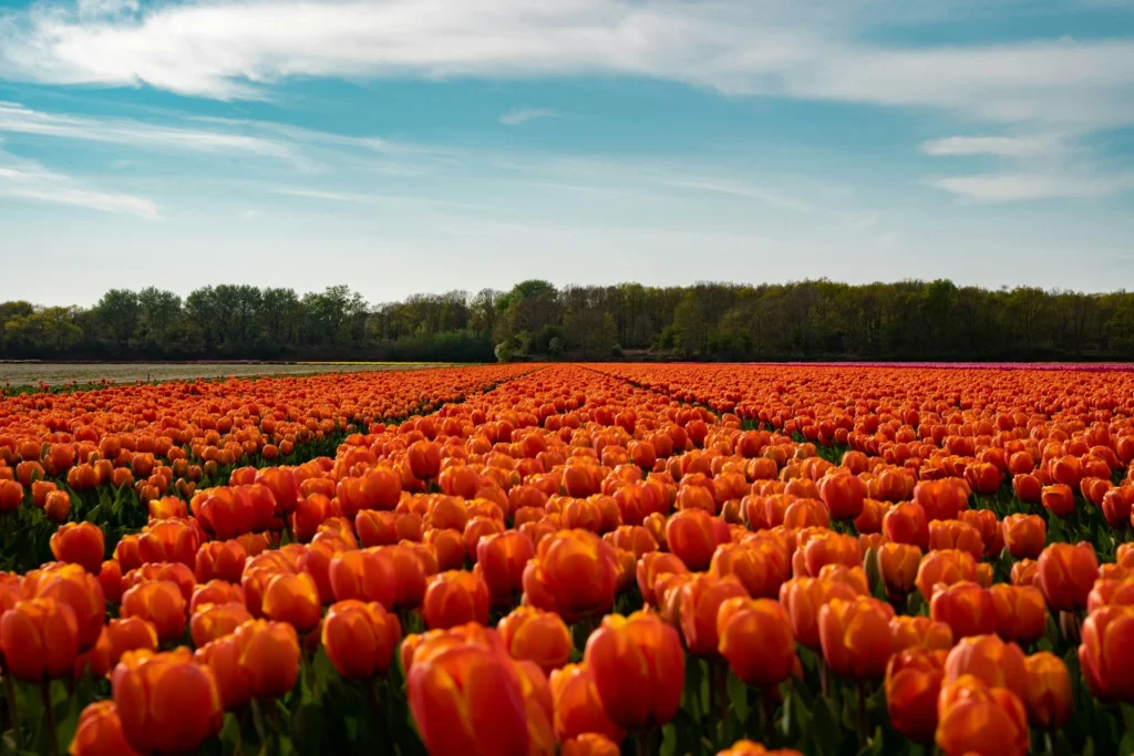 dutch tulips (Netherlands)