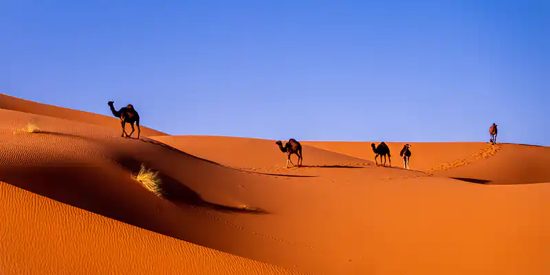 Western Sahara's flag